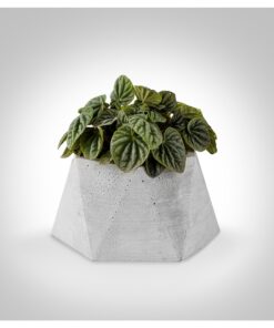 گلدان سیمانی چند وجهی بزرگ