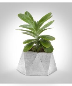 گلدان سیمانی چند وجهی بزرگ