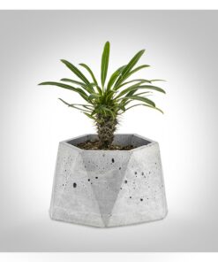 گلدان سیمانی چند وجهی بزرگ