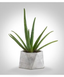 گلدان سیمانی چند وجهی بزرگ