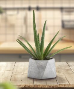 گلدان سیمانی چند وجهی بزرگ