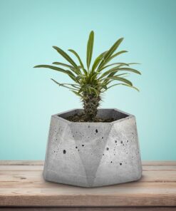 گلدان سیمانی چند وجهی بزرگ