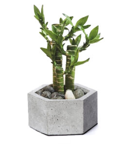 گلدان سنگی 6 ضلعی کوچک طرح dco9