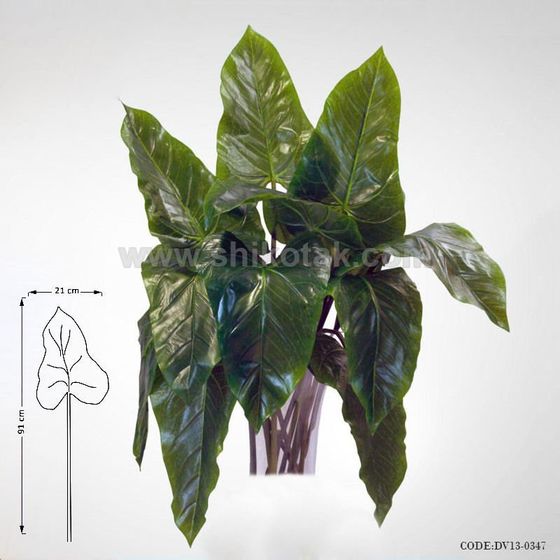 گیاه فیل گوش مصنوعی