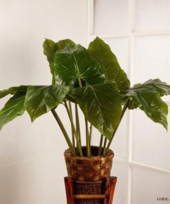 گیاه فیل گوش مصنوعی