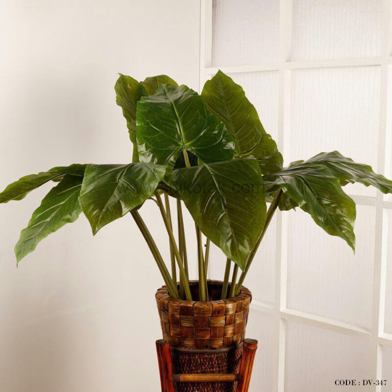 گیاه فیل گوش مصنوعی